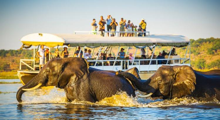 Elephants crossing the Chobe River