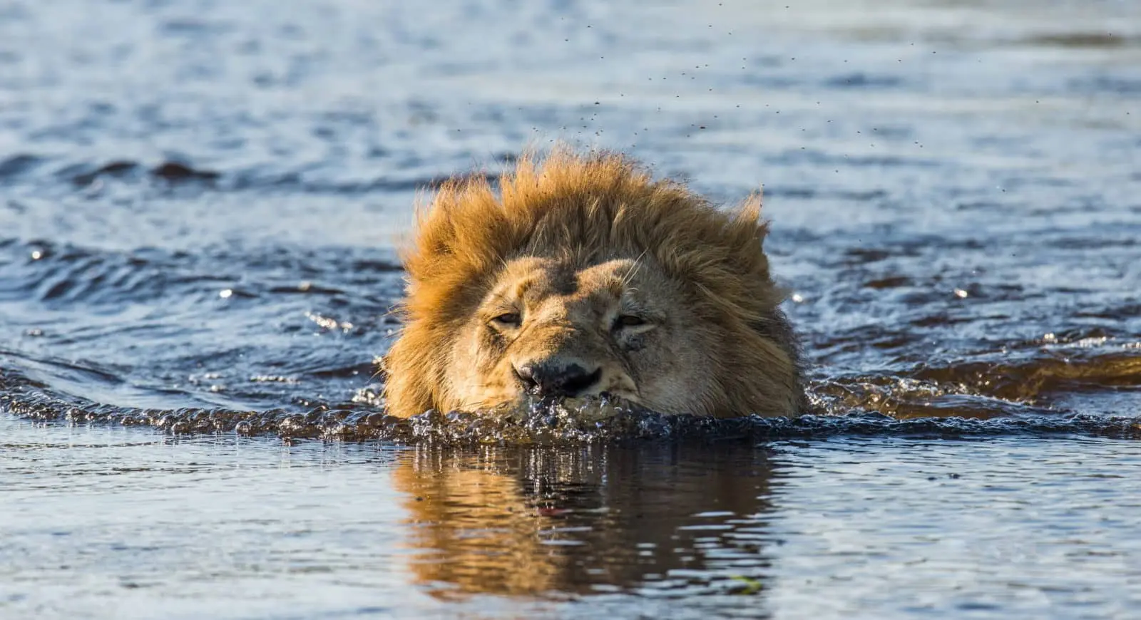 Lion swimming in the Okavango Delta
