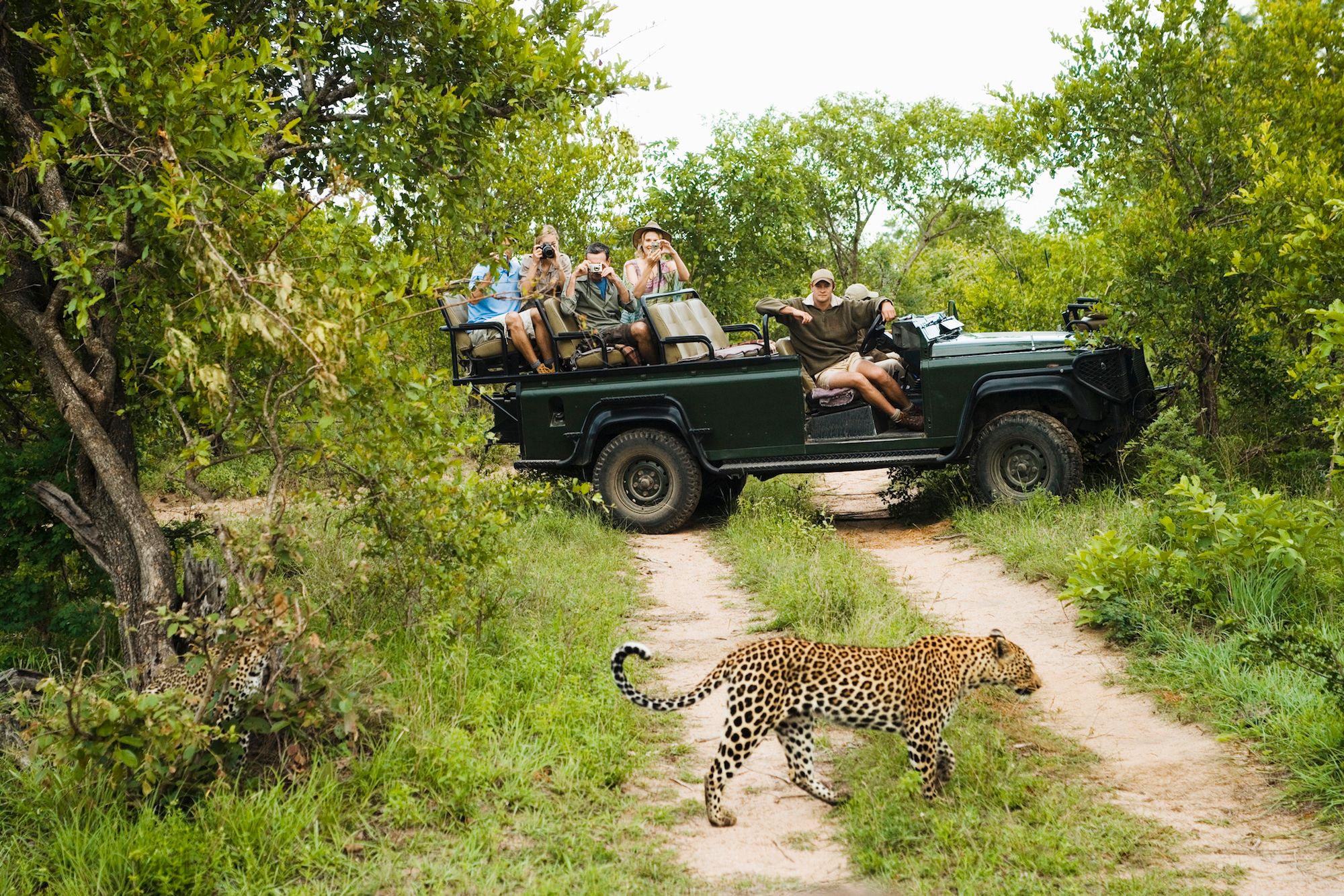 Safari guests viewing a leopard