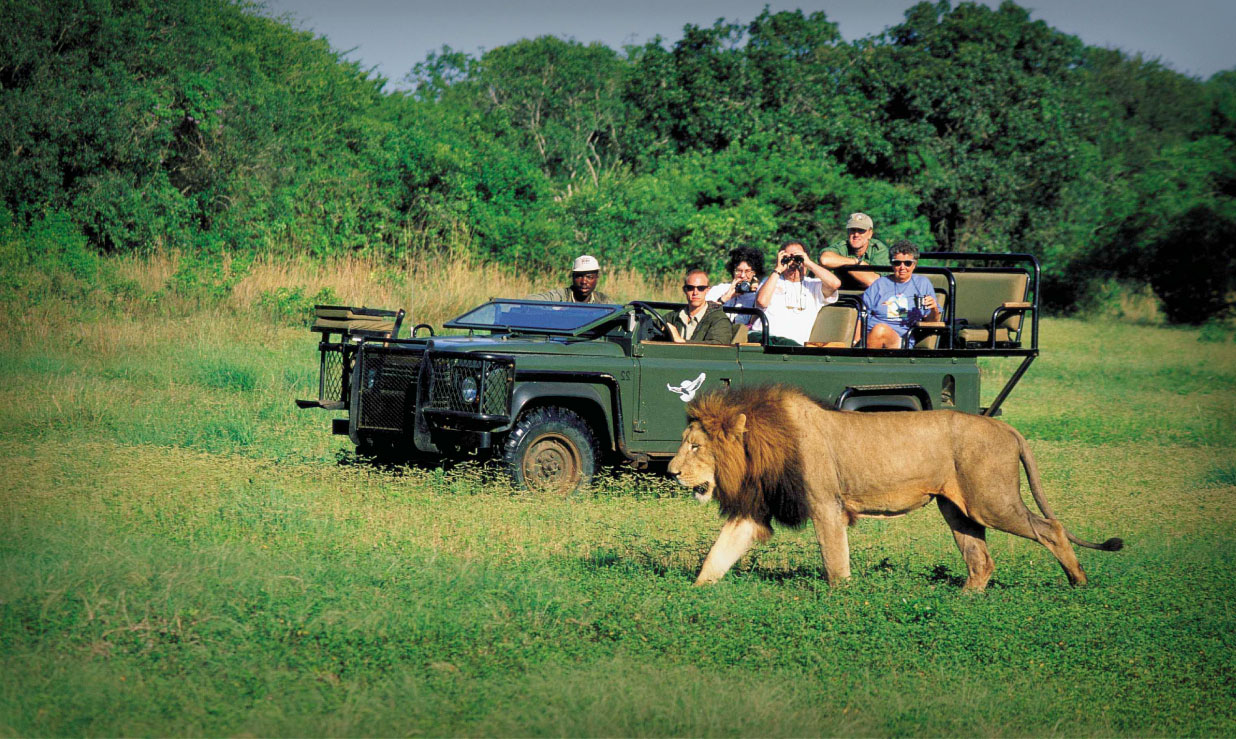Lion beside a safari vehicle