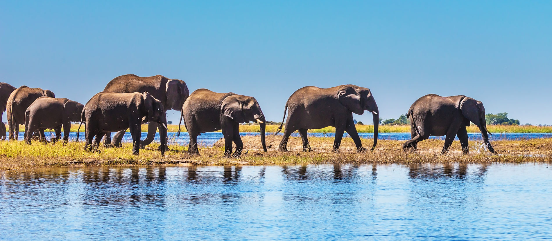 Elephants crossing a Southern African wetland