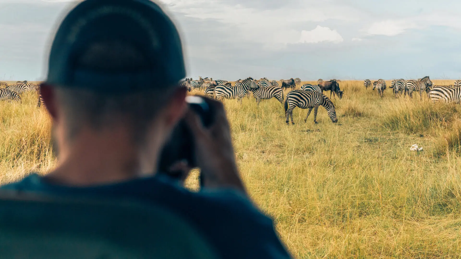 Photographer capturing a herd of zebra